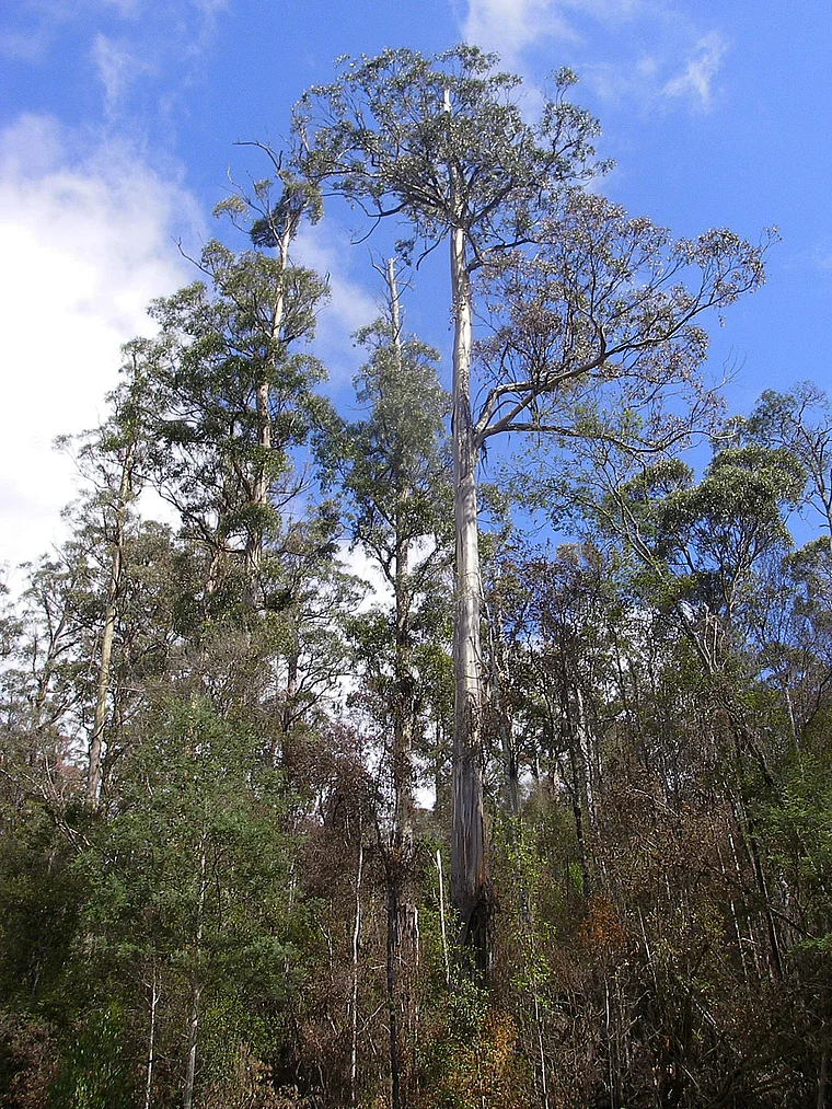 Tasmanien Riesen Eukalyptus