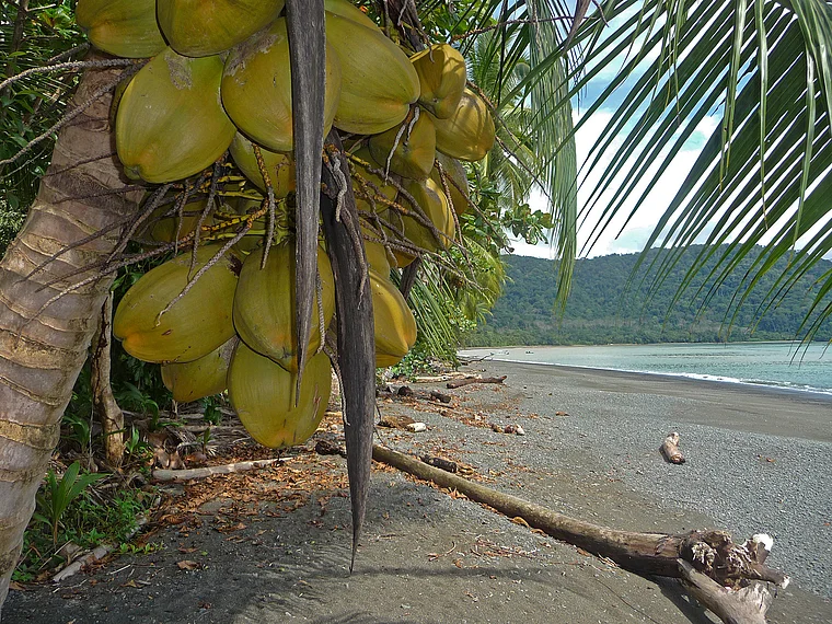 Costa Rica Piedras Blancas Casa Orquideas Jardin Botanico Strand mit Kokosnüssen