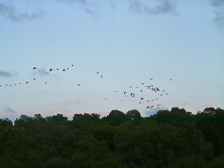 Venezuela Laguna de Tacarigua fliegende Ibisse
