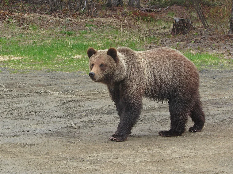 Yukon Grizzly grau-braun