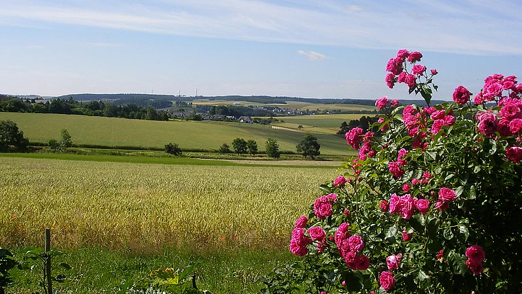 Hunsrück Emmelshausen Landschaft mit Rosen