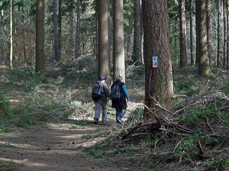 Saar-Hunsrück-Steig Wanderer auf Waldweg