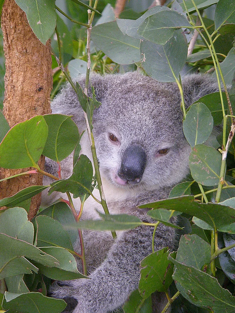 Sydney Wildlife World Koala Baby