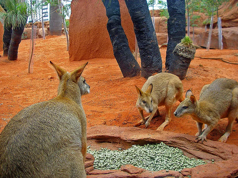 Sydney Wildlife World Zwergkängurus