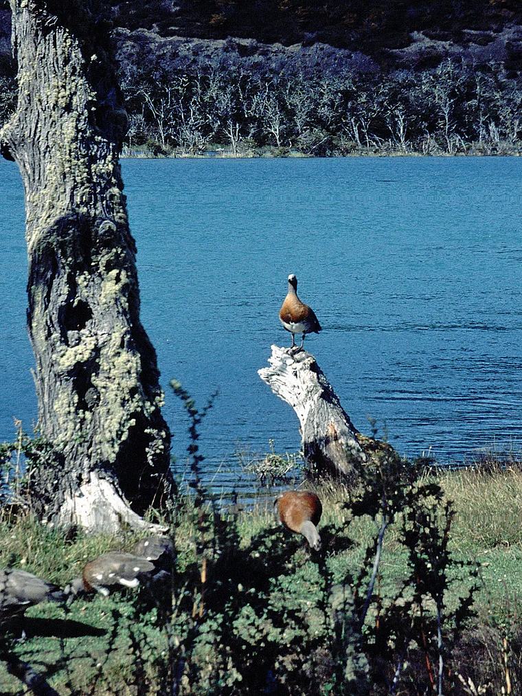 Chile Torres del Paine Gänse