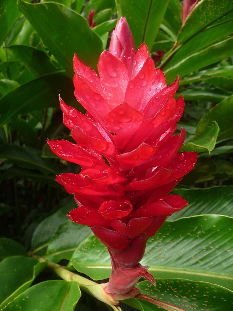 Costa Rica Roter Ingwer Scheinblüte