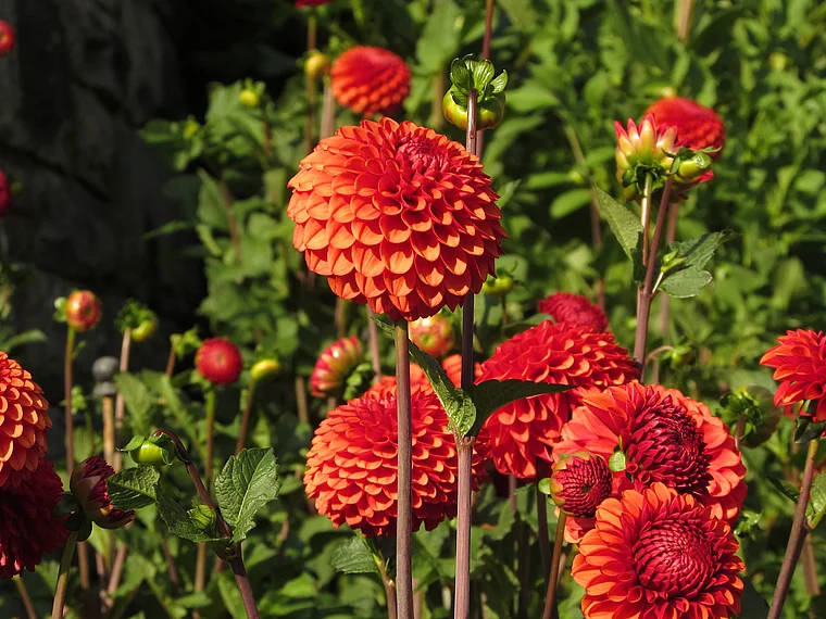 Insel Mainau Dahlien orange