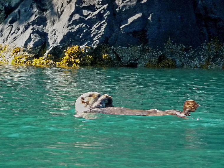 Alaska Columbia Bay Seeotter auf Rücken schwimmend