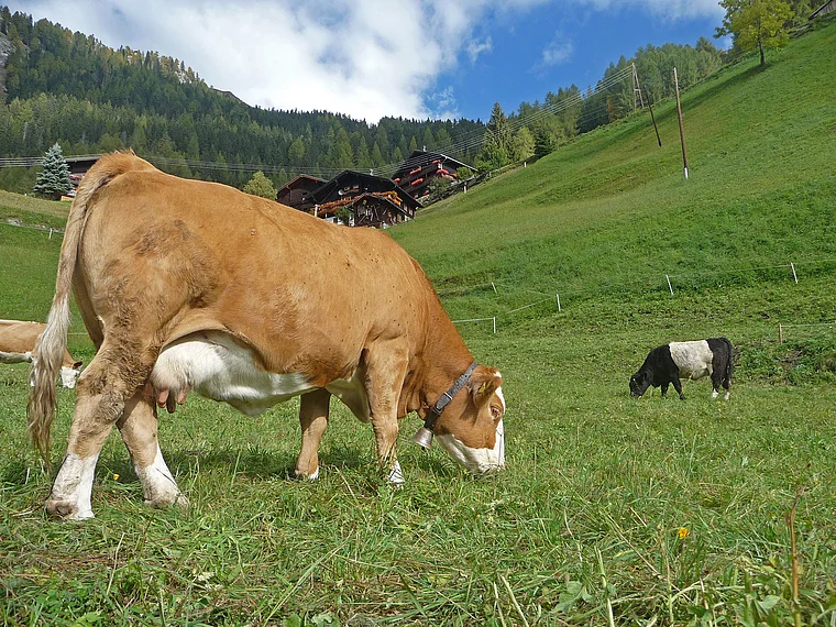 Heiligenblut Kühe auf Weide