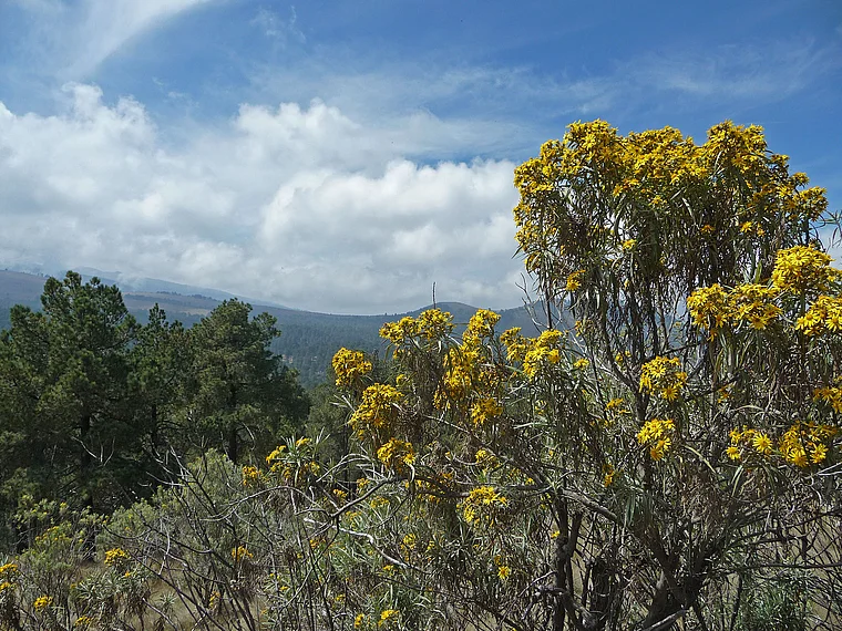Nationalpark Iztaccíhuatl-Popocatépetl blühende Sträucher