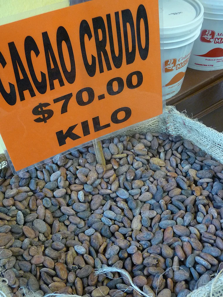 Mexiko Oaxaca Kakaobohnen