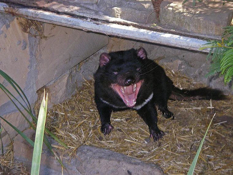 Tasmanien Nature World Tasmanischer Teufel mit aufgerissenem Maul