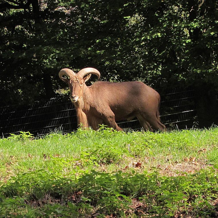 Fürth (Odenwald) Bergtierpark Mähnenspringer