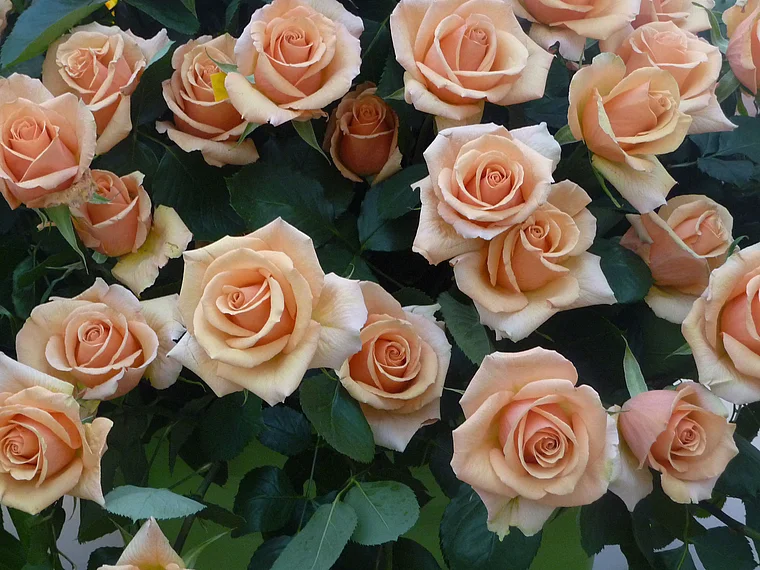 Koblenz Bundesgartenschau blassrosa Rosen