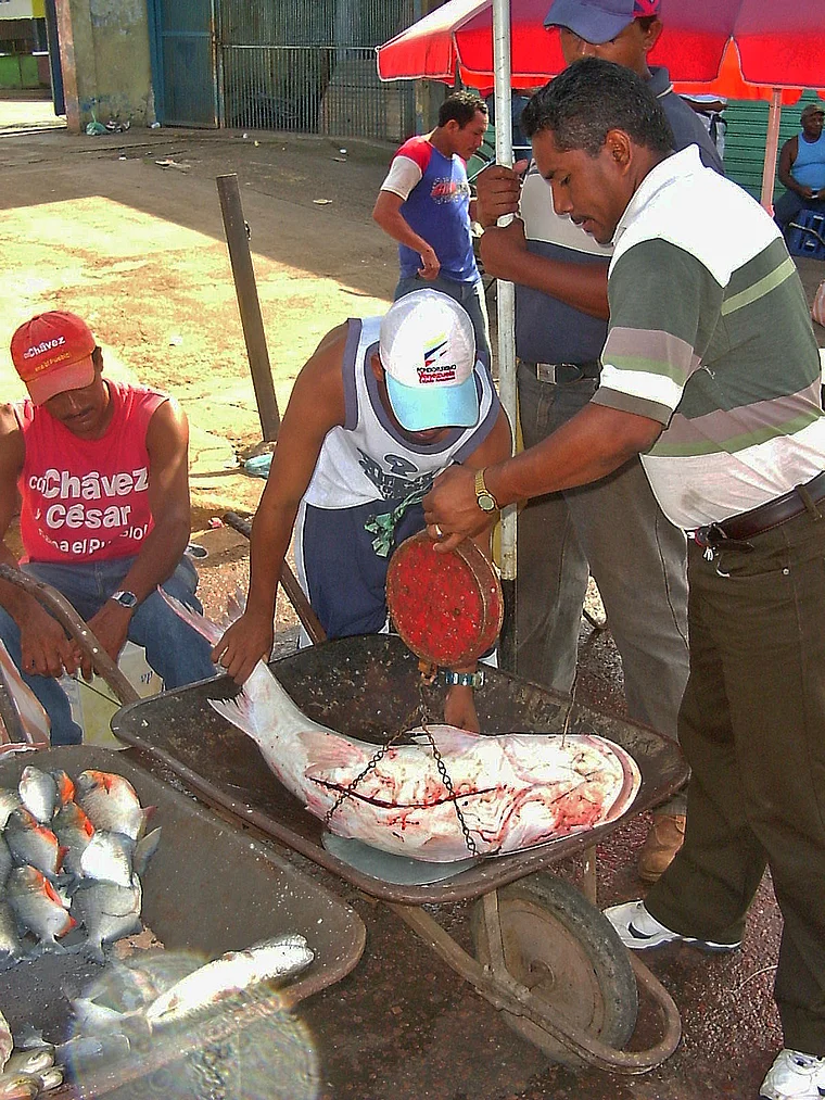 Venezuela Puerto Ayacucho Schubkarre mit Fisch
