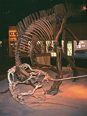 Alberta Royal Tyrrell Museum Skelett Albertosaurus