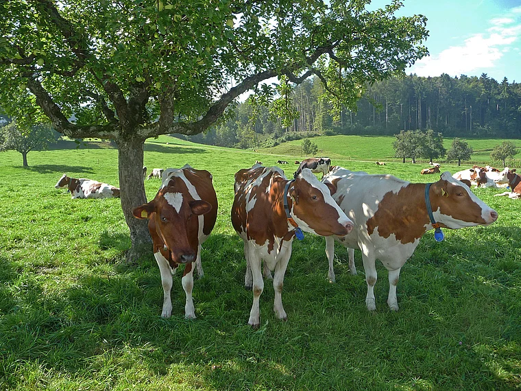 Thurgau Tilsit Kühe auf der Weide