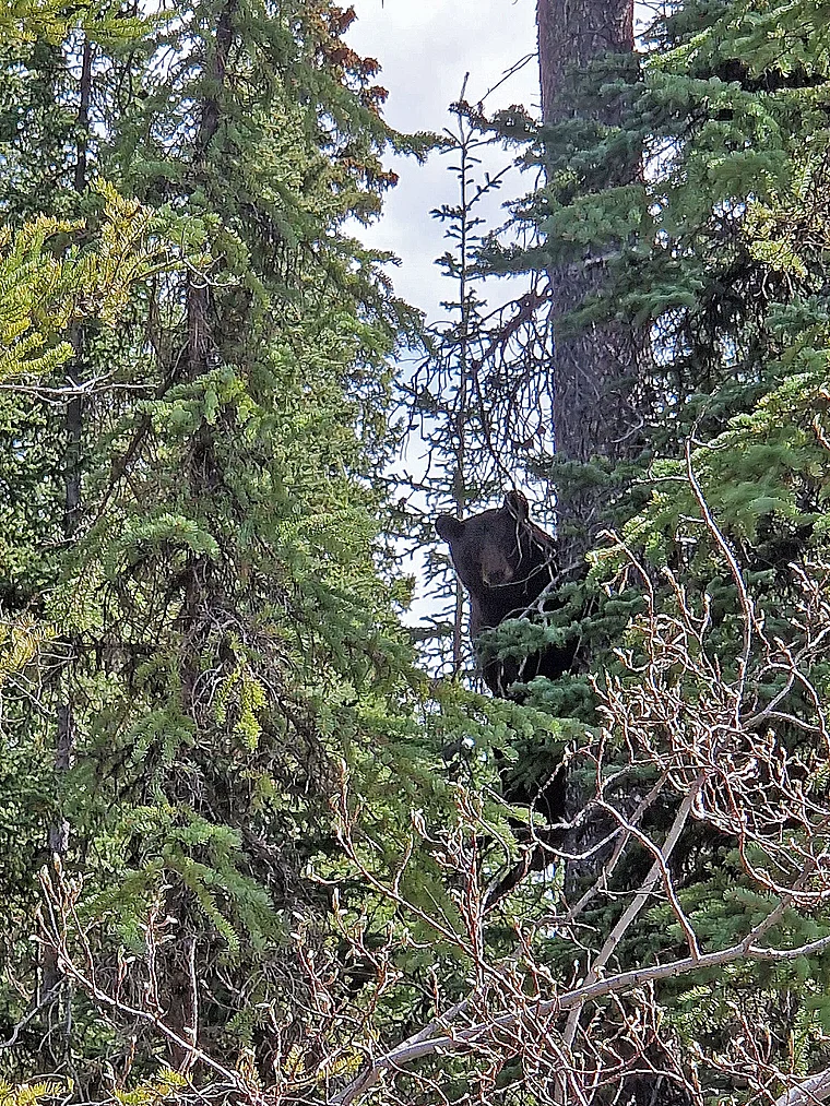 Yukon Schwarzbärin auf Baum