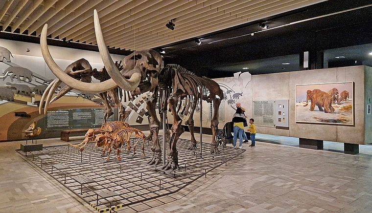 Frankfurt Senckenbergmuseum Mammuts