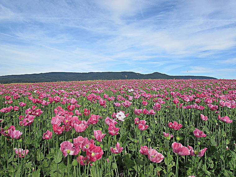 Meißner Germerode Schlafmohn