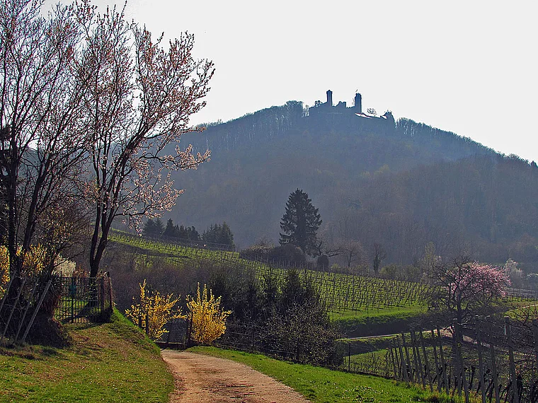 Bensheim Blütenweg Gegenlicht