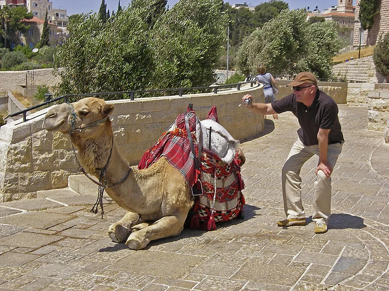 Jerusalem Ölberg Kamel