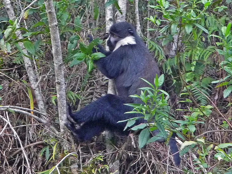 Ruanda Nyungwe National Park Meerkatze