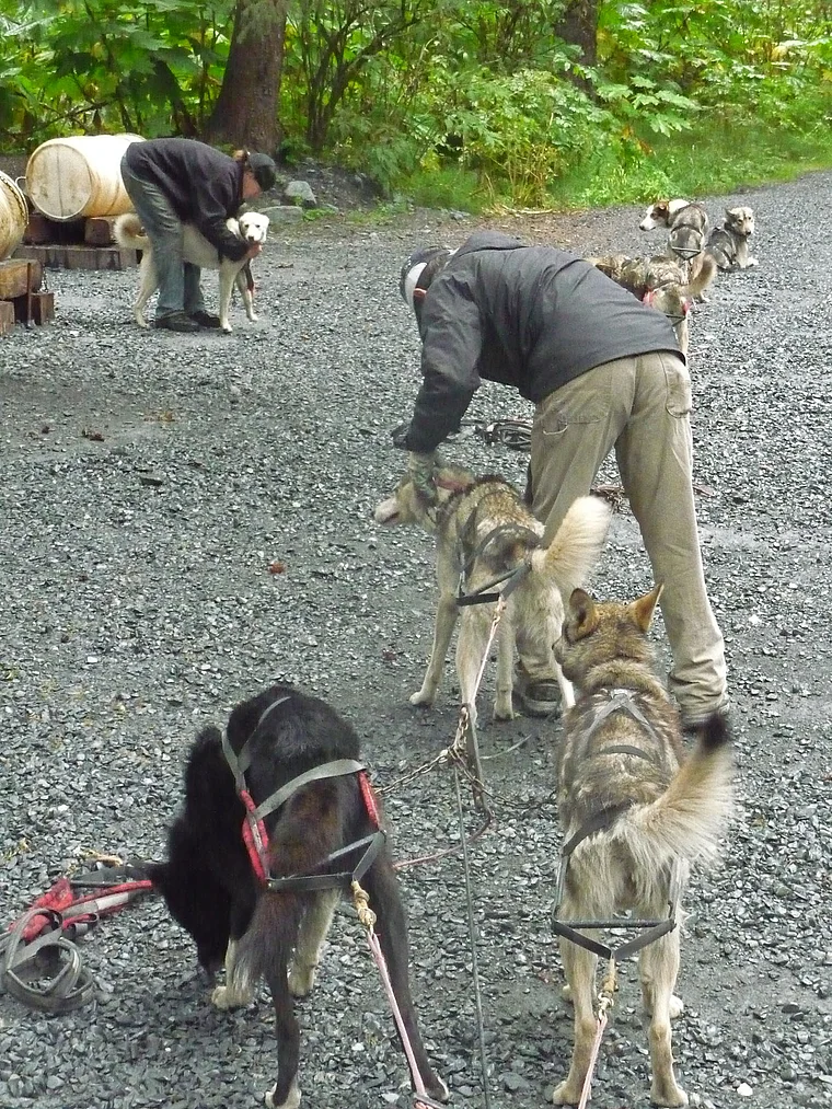 Alaska Seward Schlittenhunde werden angeleint