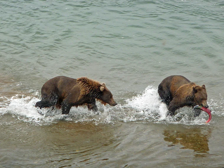 Alaska Katmai junge Bären mit Lachs