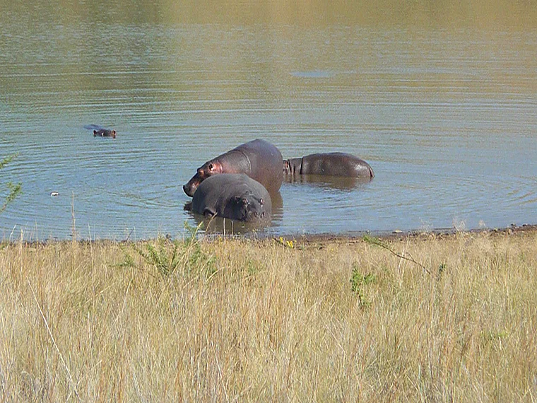 Südafrika Pilanesberg National Park Flusspferde