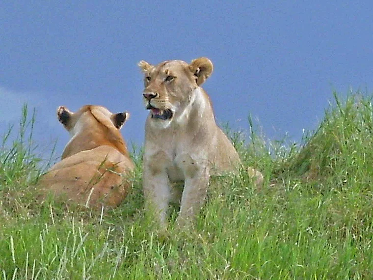Tansania Serengeti 2 Löwinnen
