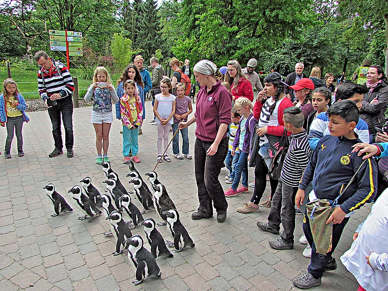 Münster Zoo Pinguine Spaziergang