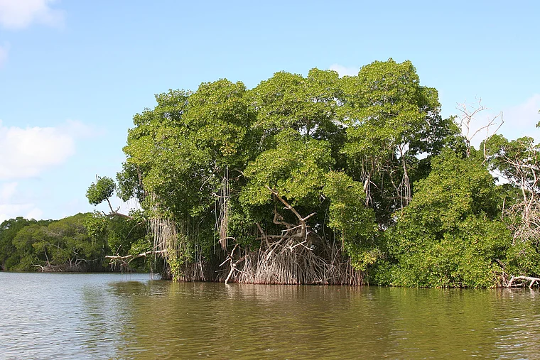 Venezuela Laguna de Tacarigua Schlafbaum ohne Vögel