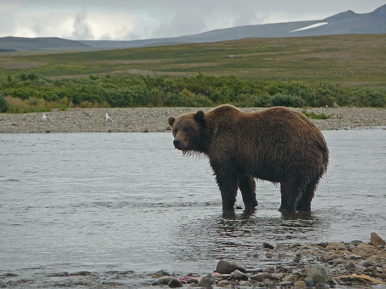 Alaska Katmai Braunbär im Wasser