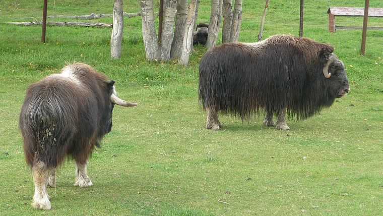 Alaska Musk Ox Farm Moschusochsen nah