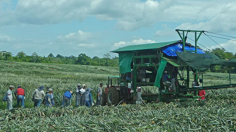Costa Rica Arbeiter auf Ananansplantage
