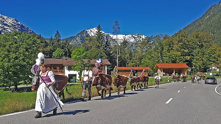 Ramsau Almabtrieb