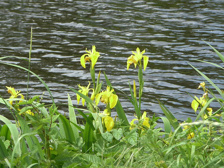 Steinhuder Meer gelbe Schwertlilien