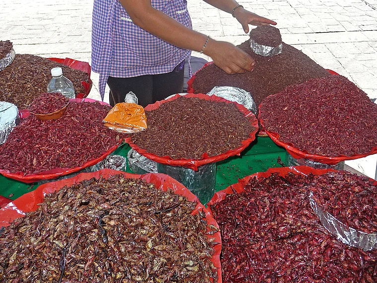 Mexiko Oaxaca Markt Heuschrecken