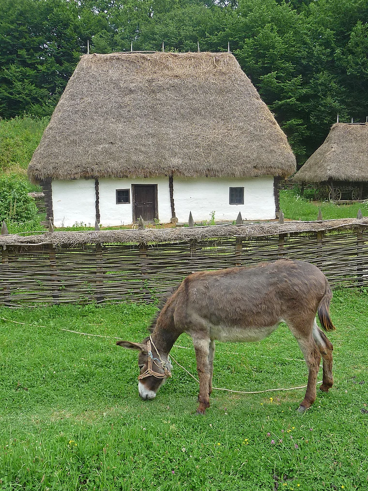 Rumänien Sibiu Freilichtmuseum Esel