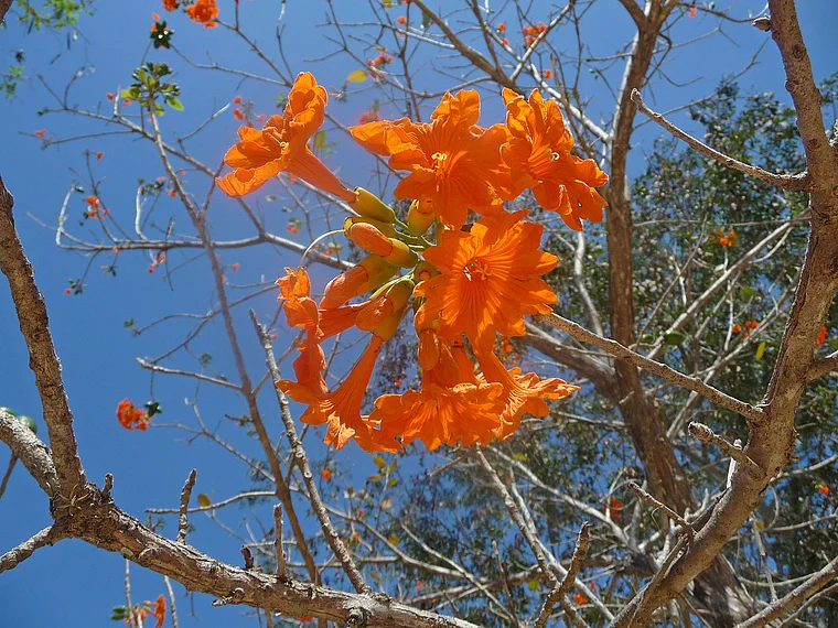 Mexiko Chichen Itza orangefarbene Blüte