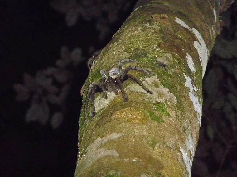 Malaysia Taman Negara Tarantel
