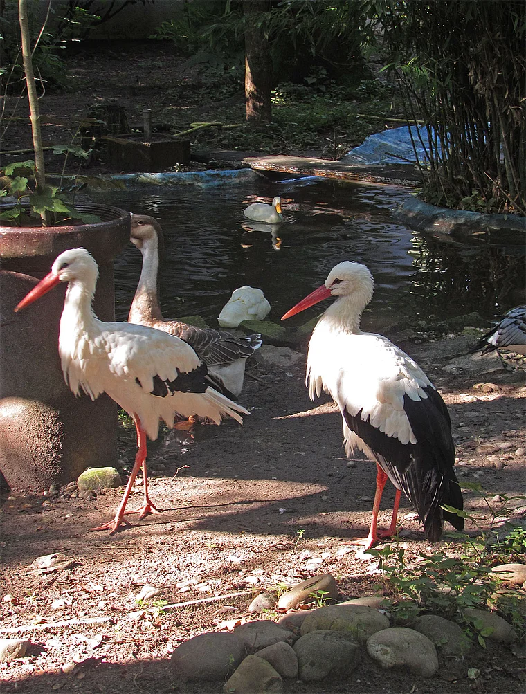 Groß-Gerau Fasanerie Störche