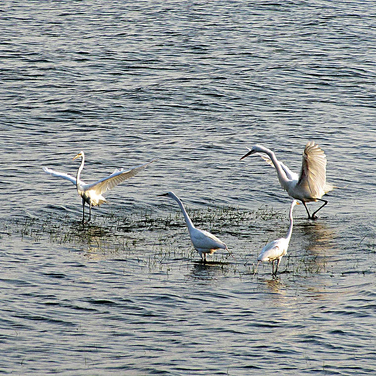Milford Connecticut Silberreiher