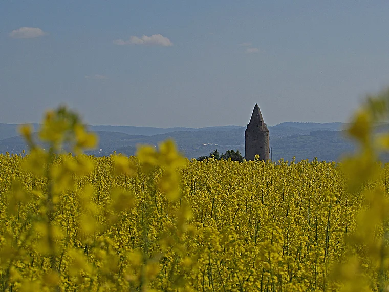Schaafheim Rapsfeld