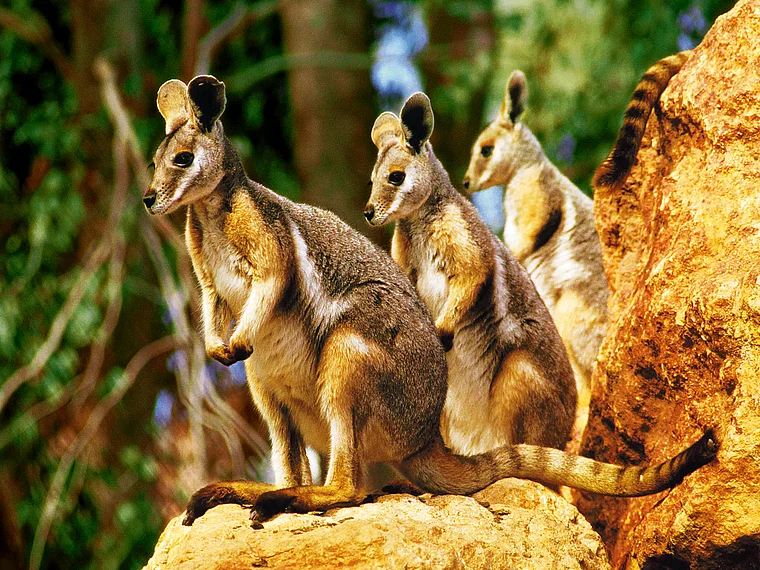 Sydney Wildlife World Felswallabys