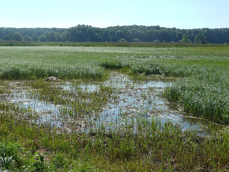 Weinviertel Hohenau March Thaya Auen Feuchtbiotop