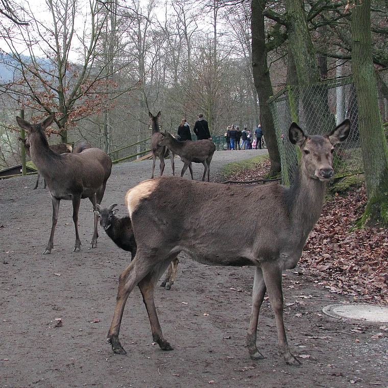 Wildpark Knüll Rotwild nah