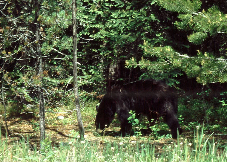 Montana Glacier National Park Bär am Straßenrand