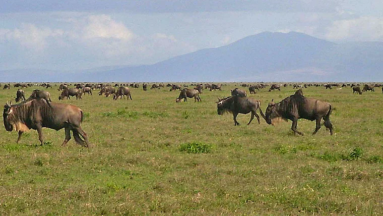 Tansania Ngorongoro Gnu Herde